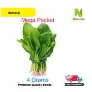 Mega Packet Spinach Seeds 4 Grams (Free Shipment by Choosing Normal Post)
