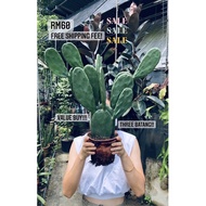 FREE SHIPPING Opuntia/Cactus(KhengsGarden)