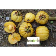 <GardenMart4U> Garcinia Atroviridis Fruit Tree Anak Pokok Buah Asam Gelugor 酸果皮