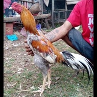 TELUR AYAM BANGKOK SUPER JUMBO FERTIL ASLI UNTUK DITETASKAN