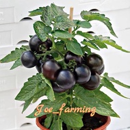 Dwarf Potted Black Pearl tomato  - 20 seed / Benih tomato mutiara hitam kerdil tanam pasu