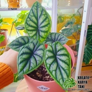 Tanaman hias alocasia dragon scale - Alocasia dragon scale