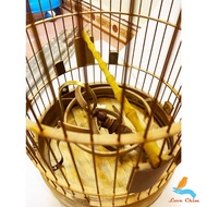 Bird cage accessories, LOVE BIRD bamboo bird cage bridge