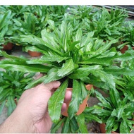 Anak Pokok Ketumbar Jawa Wangi Pokok Herba Ketumbar Mexican Coriander Live Plants Pokok Bunga Hidup Pokok Ulam Herba