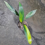 Epipremnum Amplissimum Variegata