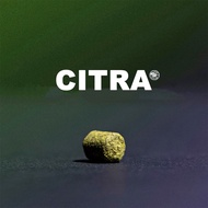 ฮอป ทำเบียร์ Citra Hops T90 แบรนด์ Haas