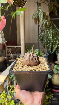 塊根植物 特別個體雙芽點南非龜甲龍