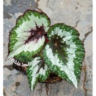 Tanaman Hias-Begonia Rex
