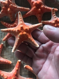 Sao biển đỏ mini 130k/3 con