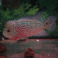 Flowrhorn kamfa 4.5inch