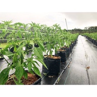 💥TERLARIS💥 Polybag PE Tebal Hitam 16' x16' High Quality 1KG Fertigasi