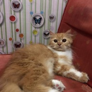 kucing munchkin kaki pendek ORI