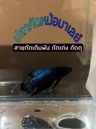 ปลากัดหม้อมาเลย์ กัดดี กัดเก่ง กัดดุ