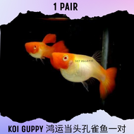 ［Buy 3pair Free 1pair］1pair koi guppy Fish live fish aquarium