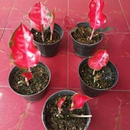 viral Bibit Bonggol aglonema suksom jaipong-aglaonema-tanaman