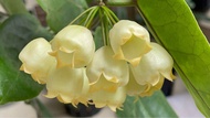 Hoya Inflata 膨花毬蘭