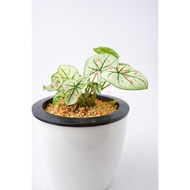Caladium Strawberry White Plant - Fresh Gardening Indoor Plant Outdoor Plants for Home Garden