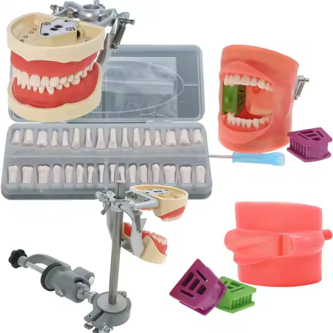 Dental Teaching Model With Removable 32pcs Tooth For Kilgore NISSIN 200 Type For Teaching Demo M8012