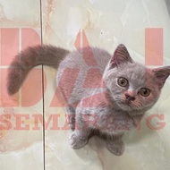 kucing british shorthair BSH Lilac Brown White Jantan Betina