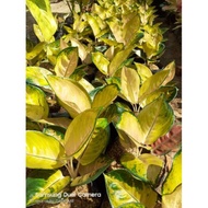 Promo Aglaonema Sultan brunei remaja Berkualitas