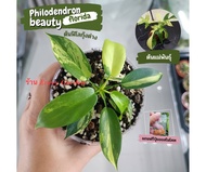 ฟิโลเดนดรอน ฟลอริด้า บิวตี้ ก้ามกุ้งด่าง(Philodebdron Florida Beauty Variegated) ด่างแท้ 100%