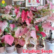 100% Original Assorted Caladium Seeds for Sale (100pcs - Mixed Color) Legit Caladium Seeds From Thailand Bonsai Flower Seeds for Planting &amp; Gardening Mayana Rare Plants Potted Caladium Live Plants for Sale Indoor Plants Real Plants Easy To Grow Flowers