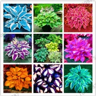Ready Stock Fast Shipping [Supply] Colorful Leaf Jade Hairpin Flower Seed Jade Flower Seed Potted Fl