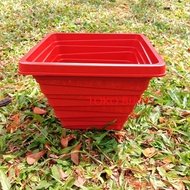 BJ kenanga plant Pot 21cm