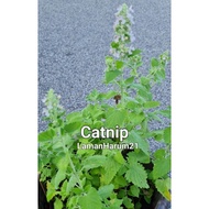 🐈Catnip , Galak Kucing , Kucing Galak , Rumput Helikopter, Rumput Kucing , Koleksi Herba Kucing 😻