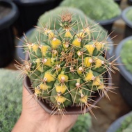 Gymnocalycium Anisitsii Variegated | DP 12cm