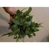 Organic edible sage plant in pot potted herb