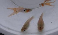 【蝦迷水族】日本藍紅雙劍 孔雀魚 品系魚 觀賞魚 水族 飼料