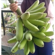 ANAK POKOK PISANG RAJA TALON / TALUN / TOMAN ABU TRADING