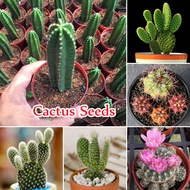 Singapore Ready Stock （100 seeds per pack ) Mix Cactus Seeds Garden Succulent Cactus Home Garden Bonsai Real Plant Live Plant Gardening Seed Indoor Plants Lotus Seed Bonsai Vegetable Seeds Flower Seeds High Germination Rate