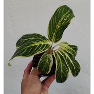 Aglaonema Golden Madonna. Rare species (pic: 160223)