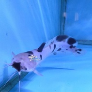 IKAN HIAS LELE BELANG LELE ALBINO BULE CATFISH