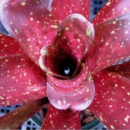 Bromeliad Ruby Throat (Miniature Bromeliad)