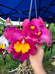 กล้วยไม้ แคทลียา Cattleya แคทลียาเพชรวังน้ำเขียว สีชมพูแดงปากเหลือง ดอกใหญ่ มีกลิ่นหอม ขนาดกระถาง6นิ้ว ไม่ติดดอก