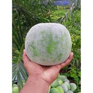Buah Labu Kundur(Buah)