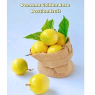 Panama Golden Rose Passion Fruit Fresh Fruit Buah Markisa Rose Kuning Segar巴拿马黄金玫瑰百香果(1kg+-)/15piece