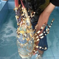 Lobster Mutiara Hidup 1Kg Up Best Seller