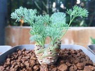 SG880-白皮月界度夏全攻略🔥多肉植物小盆栽禮物🔥