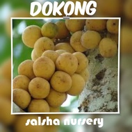 Pokok dokong kahwin hybrid