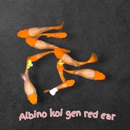 Albino koi