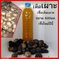 เชื้อเห็ดเผาะ น้ำสปอร์และเส้นใยเห็ดเผาะ ขวด600ml.พร้อมวิธีปลูก เชื้อเห็ด