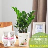 LZD  Plant Indoor Money Tree Potted Flower Living Room a String of Coins   Office Green Plant Four S