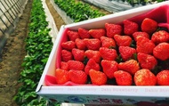【紅嫩嫩開賣！苗栗後龍 有機草莓 300gx4盒】豔紅飽滿酸甜 有機吃的更安心