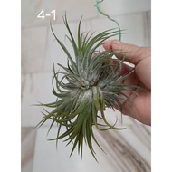 TFH-Air plant/Tillandsia ionantha druid 4-1 (a clump of 4)