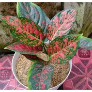 aglonema red venus aglonema venus