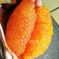 Paling dicari Telur Ikan Sembilang Telor Ikan Sembilang Segar Fresh 1Kg